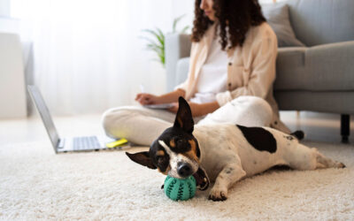 Produtos para pet: tudo o que sua casa precisa para a chegada de um cachorro