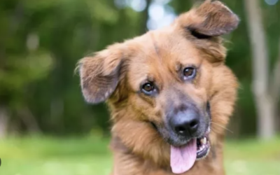 Os 5 Nomes de Cachorros Mais Escolhidos por Quem Tem um Pet no Brasil